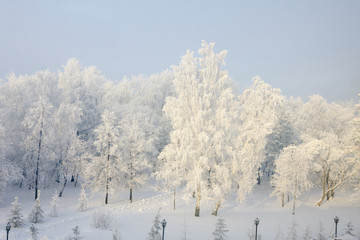 winter landscape with trees and blue sky