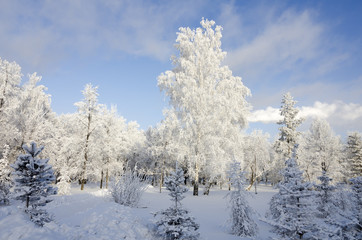 frosty birches