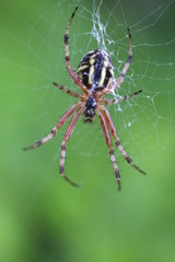 spider on web