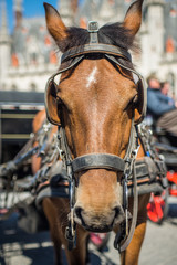 Horse in the market square with blinders blinkers on tourism in Belgium bruges europe european western brown light horse for transportation and entertainment of tourists animal cruelty 