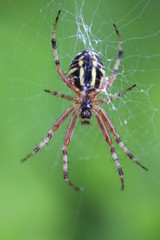 Wasp Spider - Argiope bruennichi