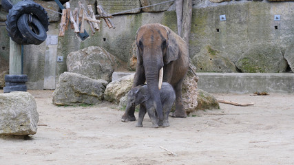 Young African elephants racing toward the water, stirring up dust in the late afternoon sun.