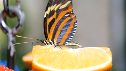 Beautiful butterfly eating papaya fruit. Properly cut juicy fruits are kept for butterfly at butterfly garden and insect kingdom.