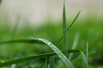 dew on the grass in the Park closeup