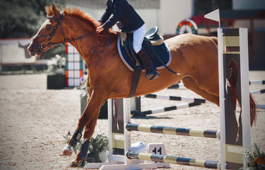 A sorrel pretty pony with a rider in the saddle jumps over a low barrier at a show jumping...