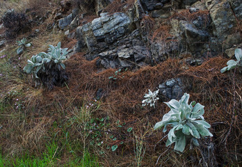 Obraz premium Mountain vegetation on the Mediterranean coast