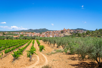 Fototapeta na wymiar Vineyards and fruit plants near Pinell de Brai, Catalonia, Spain