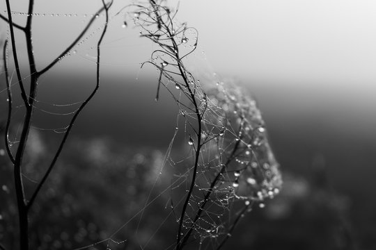 dry dead plant become wet - Powered by Adobe