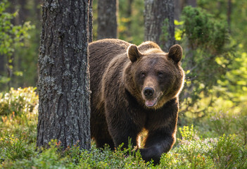 Adult Male of Brown bear in the pine forest. Scientific name: Ursus arctos. Natural habitat.