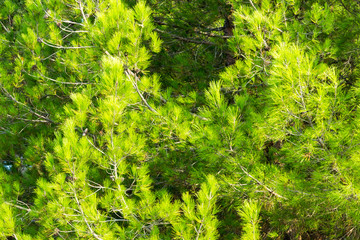 massive pine branches with cones background