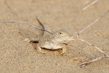 Toadhead agama Phrynocephalus mystaceus on a sand dune in Dagestan. Lizard in wildlife.