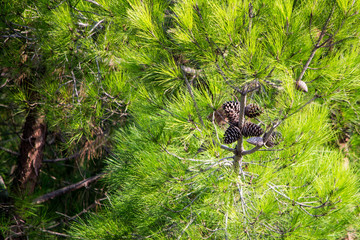 pine cones in the dense branches of trees