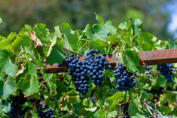 red grapes on the vine