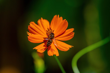 Orange flower close up with insects