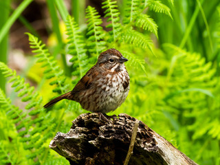 Song Birds in Washington State