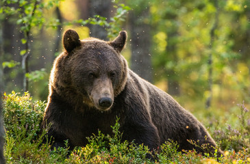 Fototapeta na wymiar Adult Male of Brown bear in the pine forest. Scientific name: Ursus arctos. Natural habitat.
