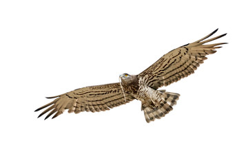 Short-toed snake eagle Circaetus gallicus in flight with serpent in beak isolated on white background