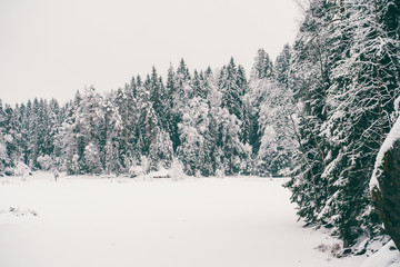 Trees strewn with snow in the winter forest.
