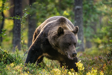 Adult Male of Brown bear in the pine forest. Scientific name: Ursus arctos. Natural habitat.