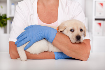 Frightened labrador puppy dog at the veterinary healthcare clinic being comforted by the hands of a professional