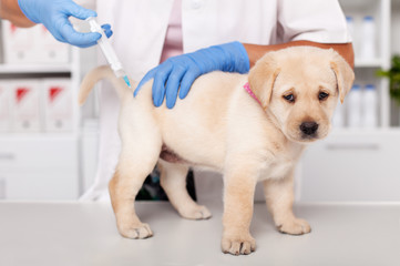 Cute labrador puppy dog getting an injection at the veterinary healthcare facility © Ilike