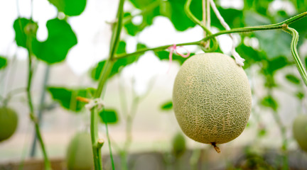 Organic melons farm agriculture