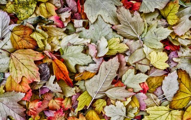autumn foliage on the ground