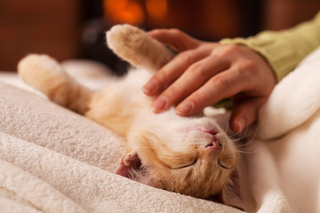 Worn out by the christmas party - cute kitten relaxing in the lap of owner by the fireplace