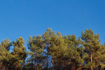 Spruce trees against the blue sky in winter