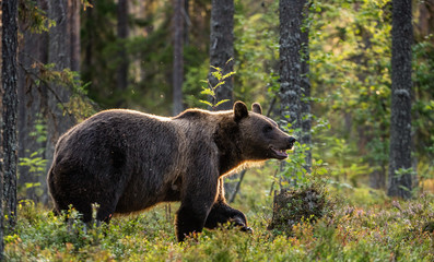 Walking Brown bear in the pine forest. Scientific name: Ursus arctos. Natural habitat