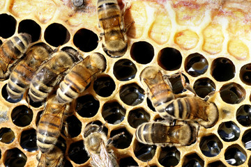 pszczoły przy pracy - obrazy, fototapety, plakaty
