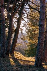 A row of trees on a hill against the backdrop of mountains and the setting sun
