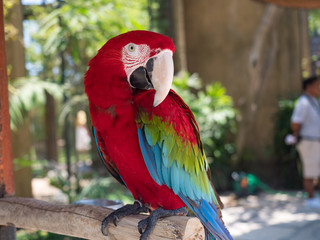 Indonesia, november 2019: Parrot ara is a genus of macaws, the green-winged macaw, also known as the red-and-green