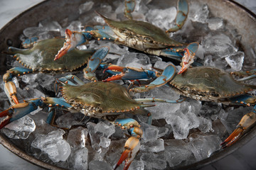 chesapeake blue crab on ice © ahirao