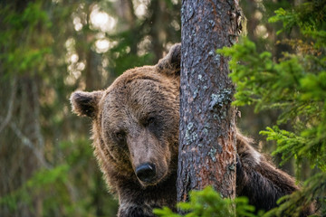 Fototapeta premium Adult Male of Brown bear in the forest. Close up portrait. Scientific name: Ursus arctos. Natural habitat.