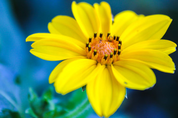 Flor amarilla