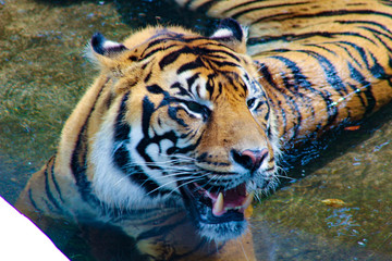 Fototapeta na wymiar Amur tiger lying and looking forward