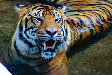 Amur tiger lying and looking forward
