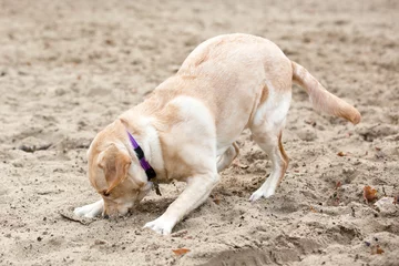 Fototapeten Blonde labrador pup speelt in het zand © photoPepp