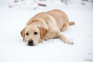 Labrador pup ligt plat in de sneeuw