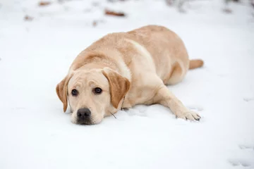 Foto auf Leinwand Labrador pup ligt plat in de sneeuw © photoPepp