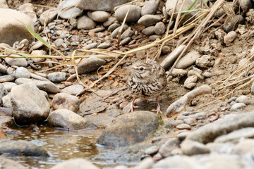 Crested lark galerida cristata drinking water. Cute common south meadow songbird in wildlife.