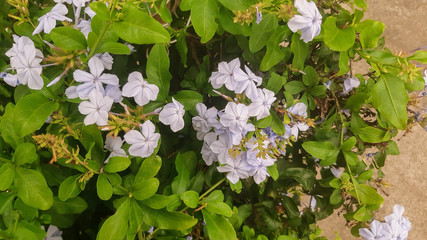 a bouquet of beatiful flowers