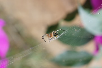 In the web