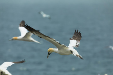 Northern gannet is flying. Bass Rock, North Berwick. Firth of Forth, Scotland. Great Britain