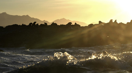 Backlit image of seals during sunrise. Colony of seals ( Cape Fur Seals, Arctocephalus pusillus ) on the rocky island in the ocean. Sunrise sky, early morning.  South Africa. Natural Habitat. Mossel