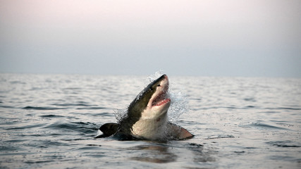 Great white shark with open mouth on the surface out of the water. Scientific name: Carcharodon...