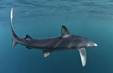 Naklejka premium Blue shark swimming in the blue. Scientific name: Prionace glauca. Natural habitat. South Africa.
