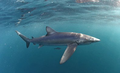 Blue shark swimming in the blue. Scientific name: Prionace glauca.  Natural habitat. South Africa.