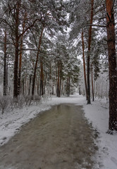 Winter. Snowy forest. Branches bend from a lot of snow. Beautiful winter landscape. Thaw. It is snowing.